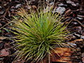 Festuca cinera Golden Toupee IMG_1575 Kostrzewa sina